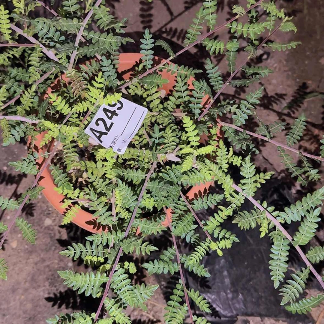 【闪购商品】l**r块根植物