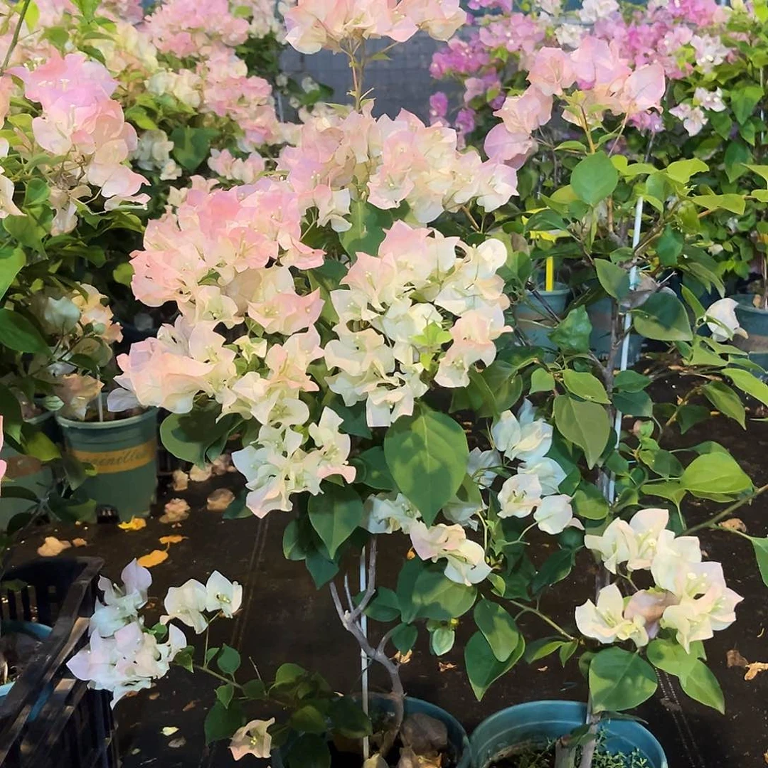 当前无花栽培后可以开花绿樱带竹一颗