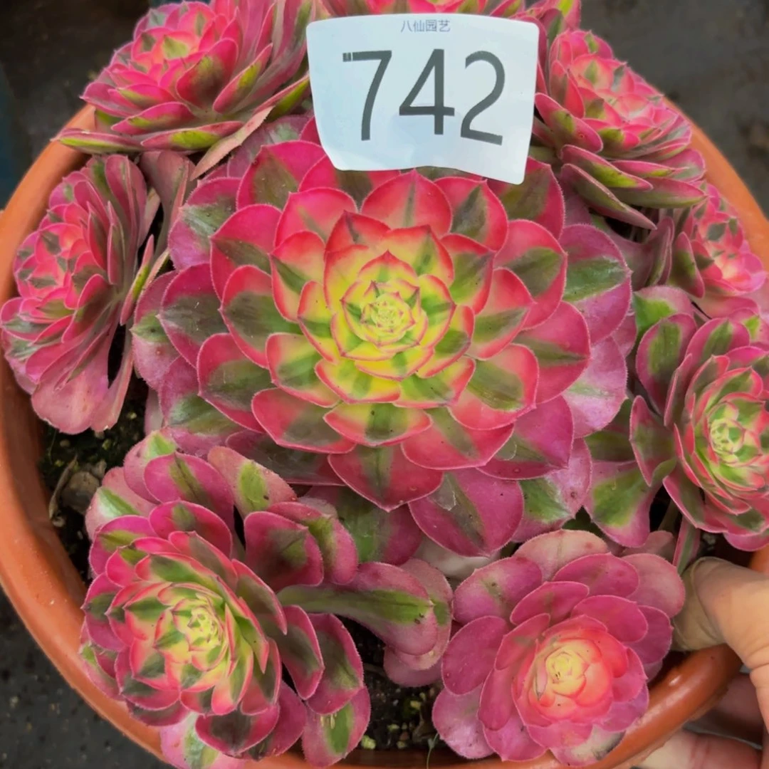 742多肉植物倾城特价