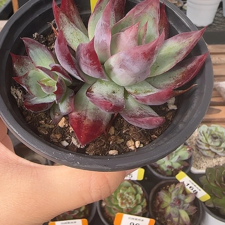 152 惊鸿仙子多肉植物