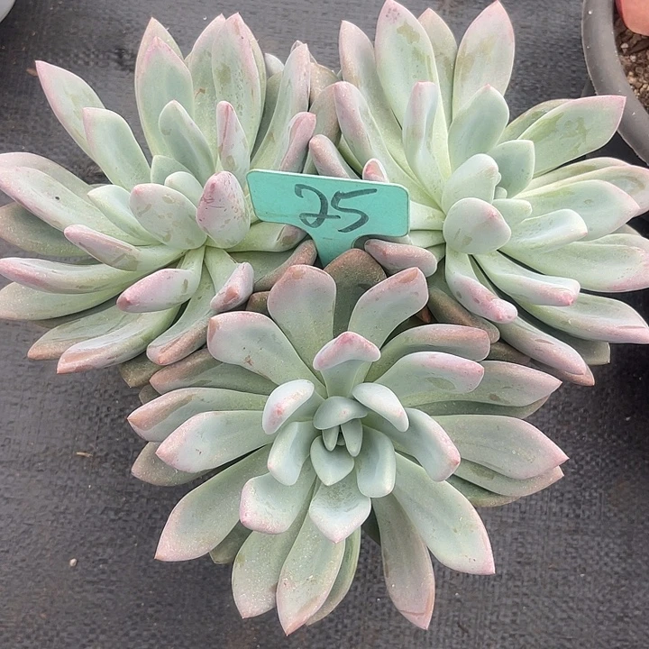 晨语多肉，一物一拍奥普25