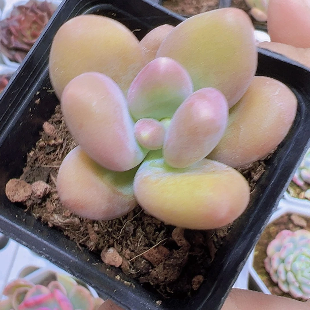 芒果奶19包邮多肉植物