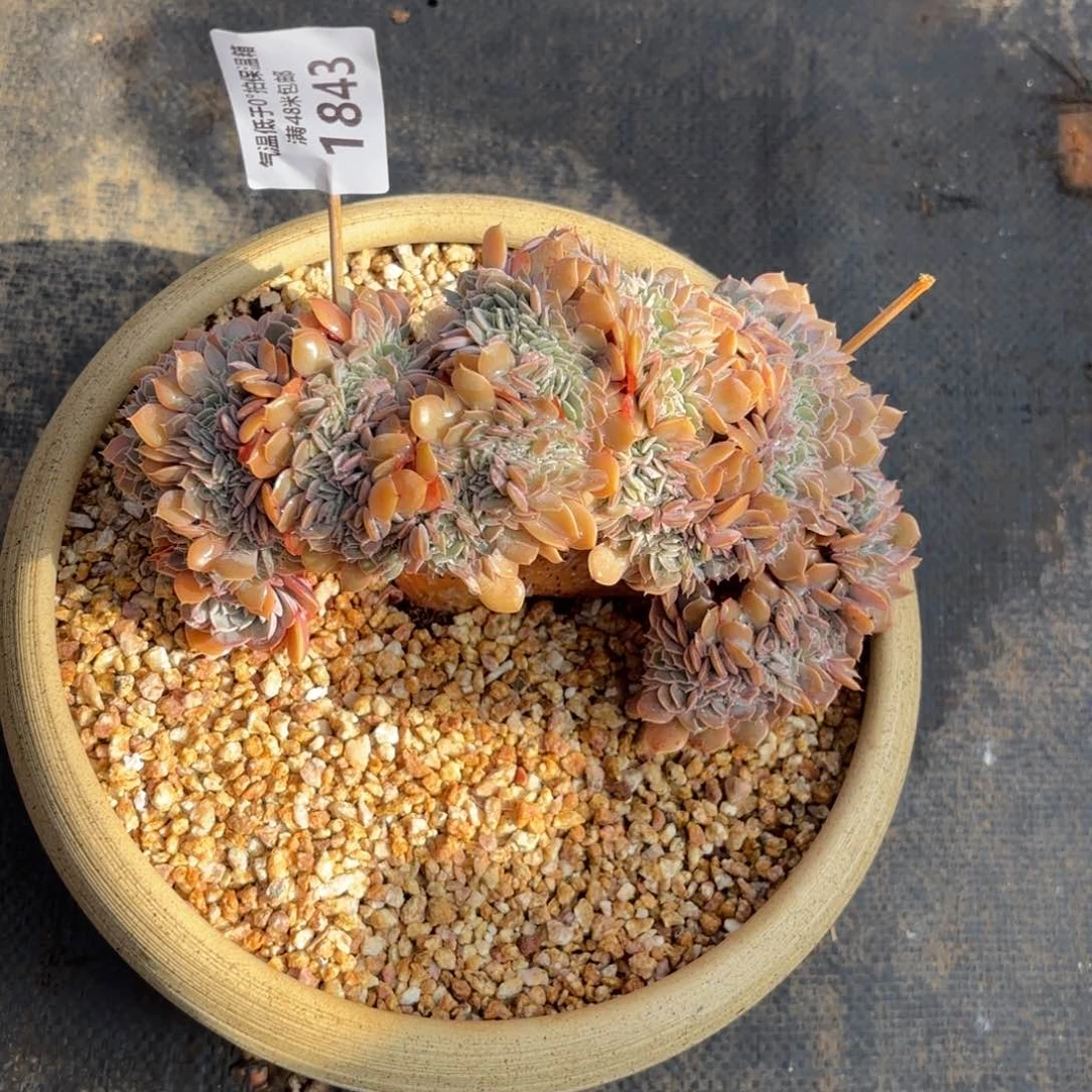 1843gui好咯哦哦嗯摸摸