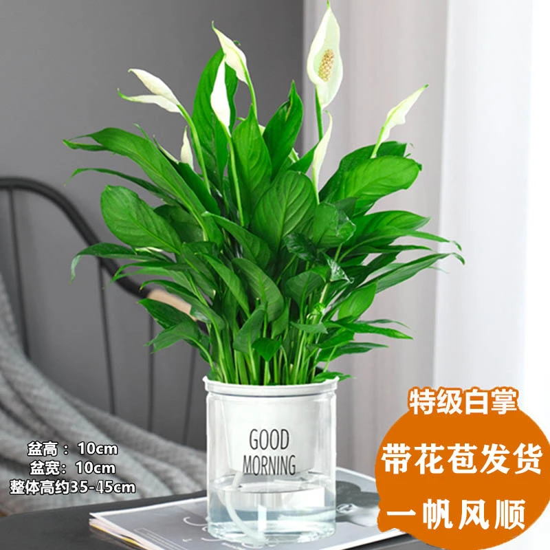 白掌盆栽一帆风顺水培植物办公室内花卉好水绿植四季开花吸甲醛2