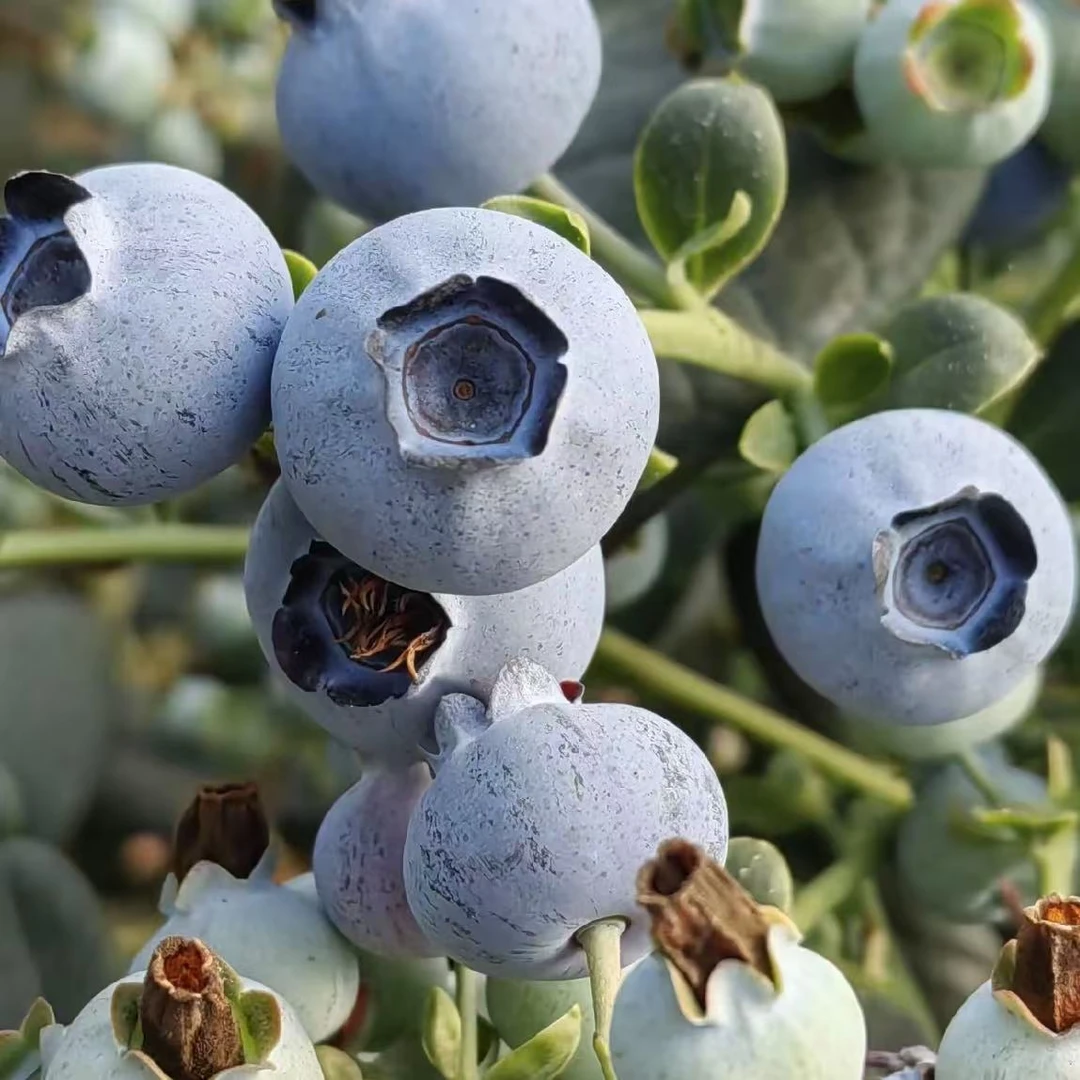 小钵25F611蓝莓苗盆栽家庭阳台家养四季种植原盆原土发货蓝莓树苗