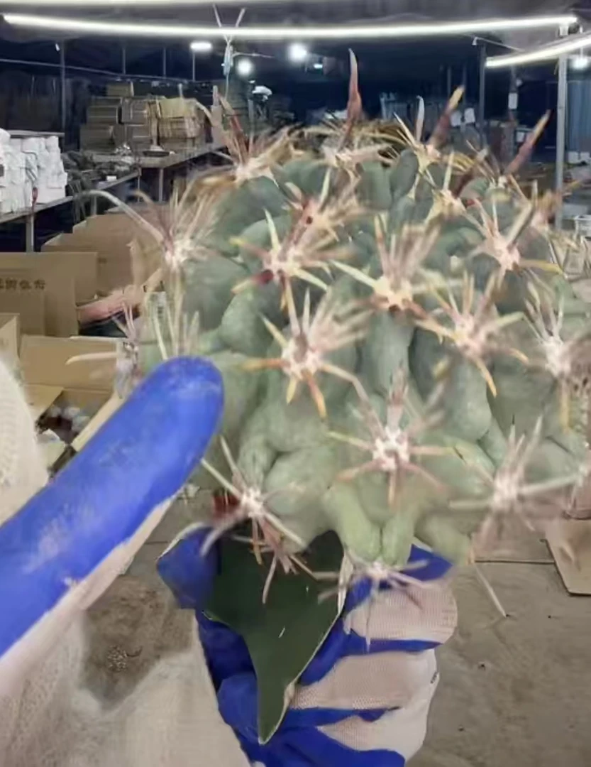 二妹园艺（庆松玉嫁接）好花色仙人球满18包邮随机发