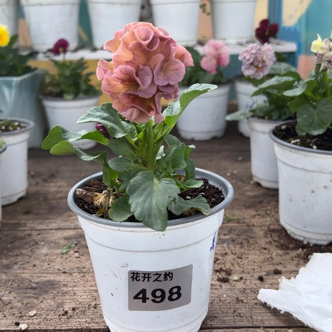 【闪购商品】完全开放498号