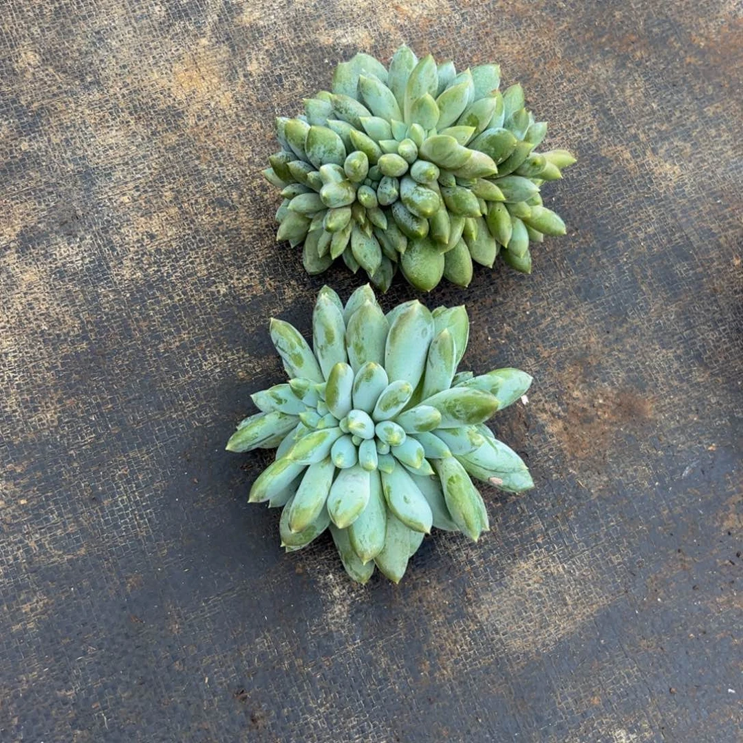 灬***灬两颗哥特多肉植物