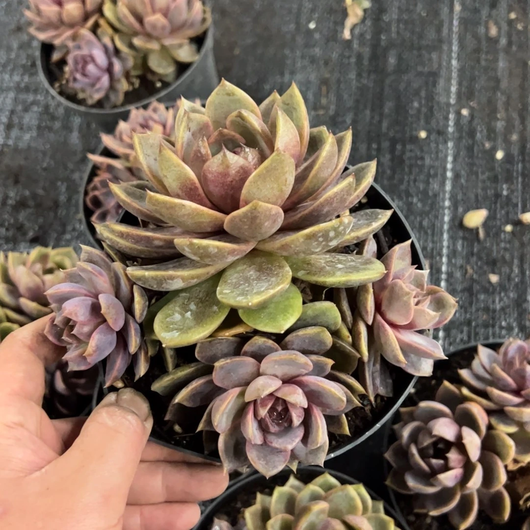 巧克力慕斯三头起老桩