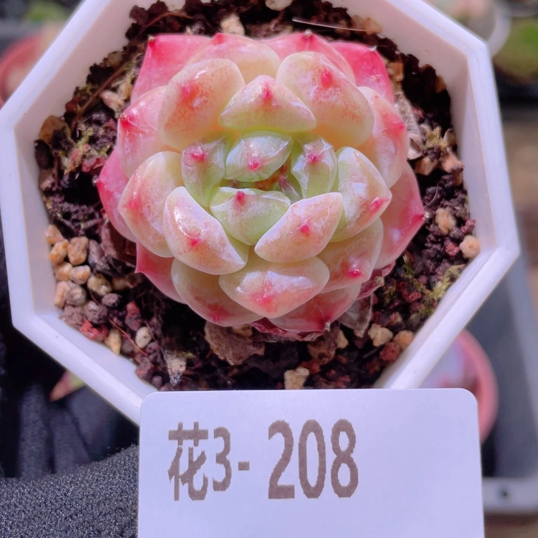 花利美3-208秘境冰魄