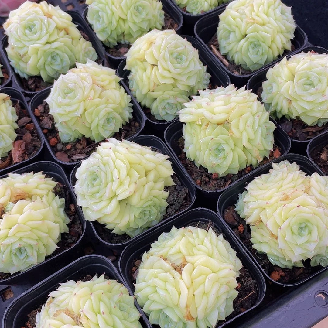 量拍142号 白天鹅麦秆群生一个