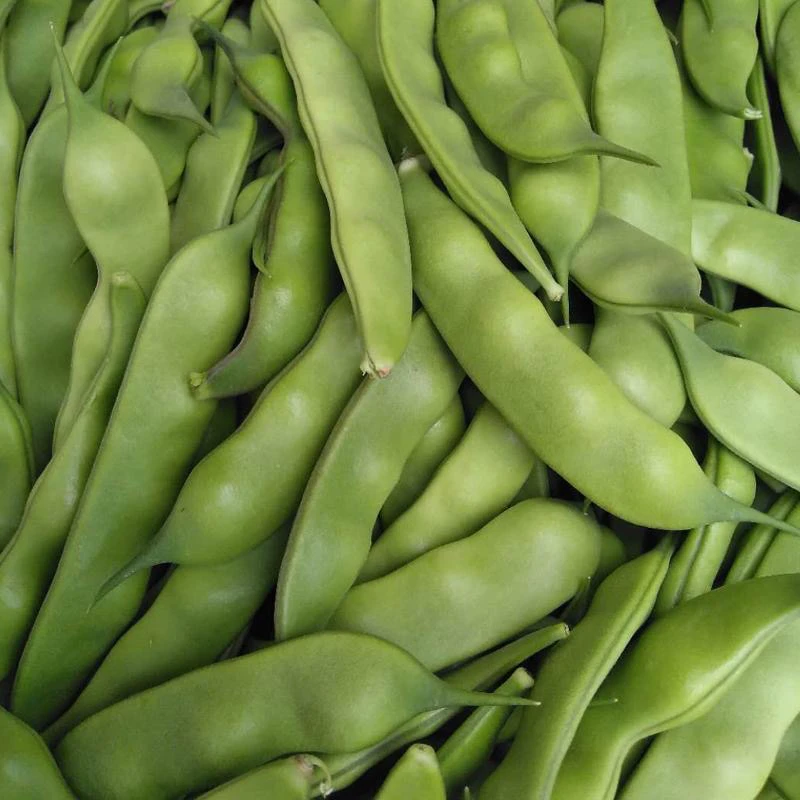 东北九月青小油豆现摘现发新鲜豆角开锅烂当季豆角3斤5斤