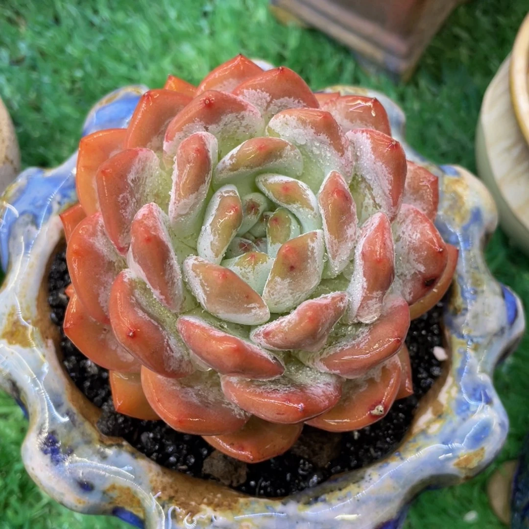 多肉植物盆栽多肉