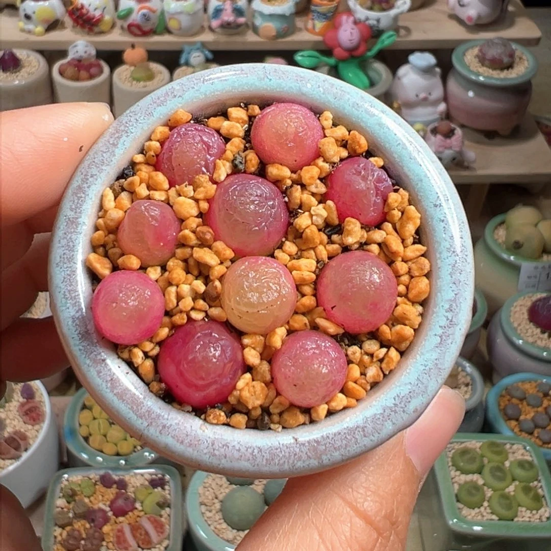 多肉植物141号灯泡