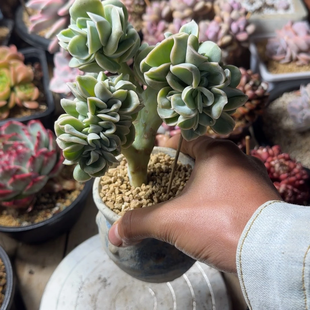 可爱玫瑰缀多肉植物shi xi bu