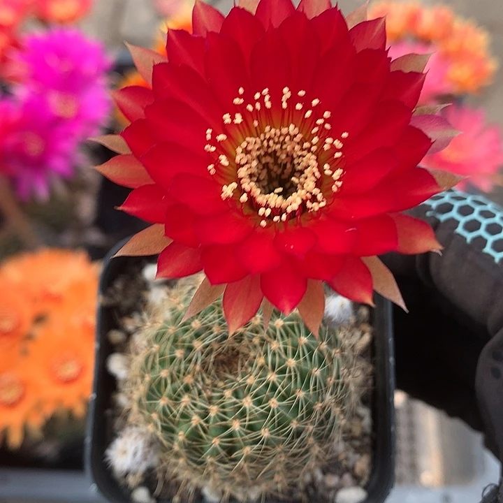 56 实生丽花6.5厘米盆 球体缺水