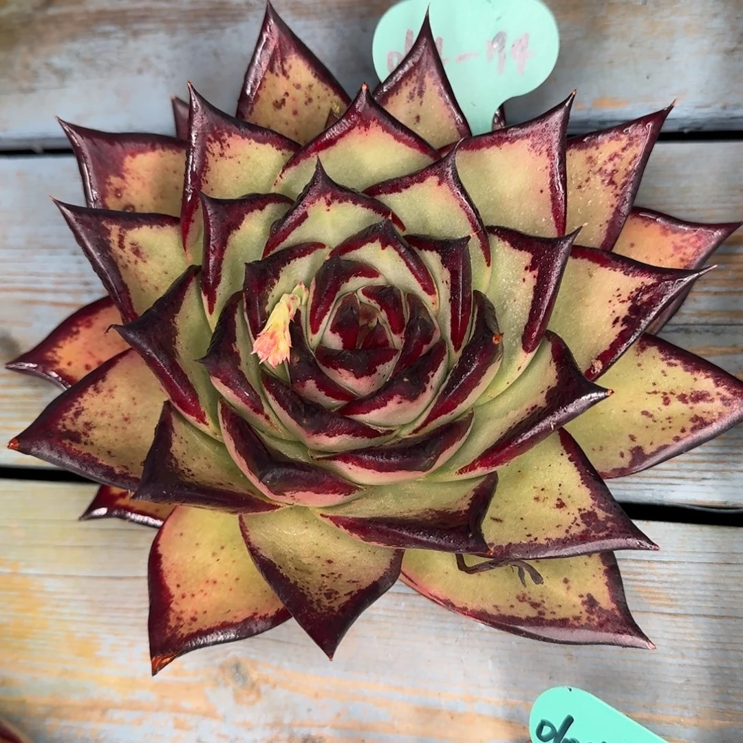 从前慢多肉精选编号0104.194