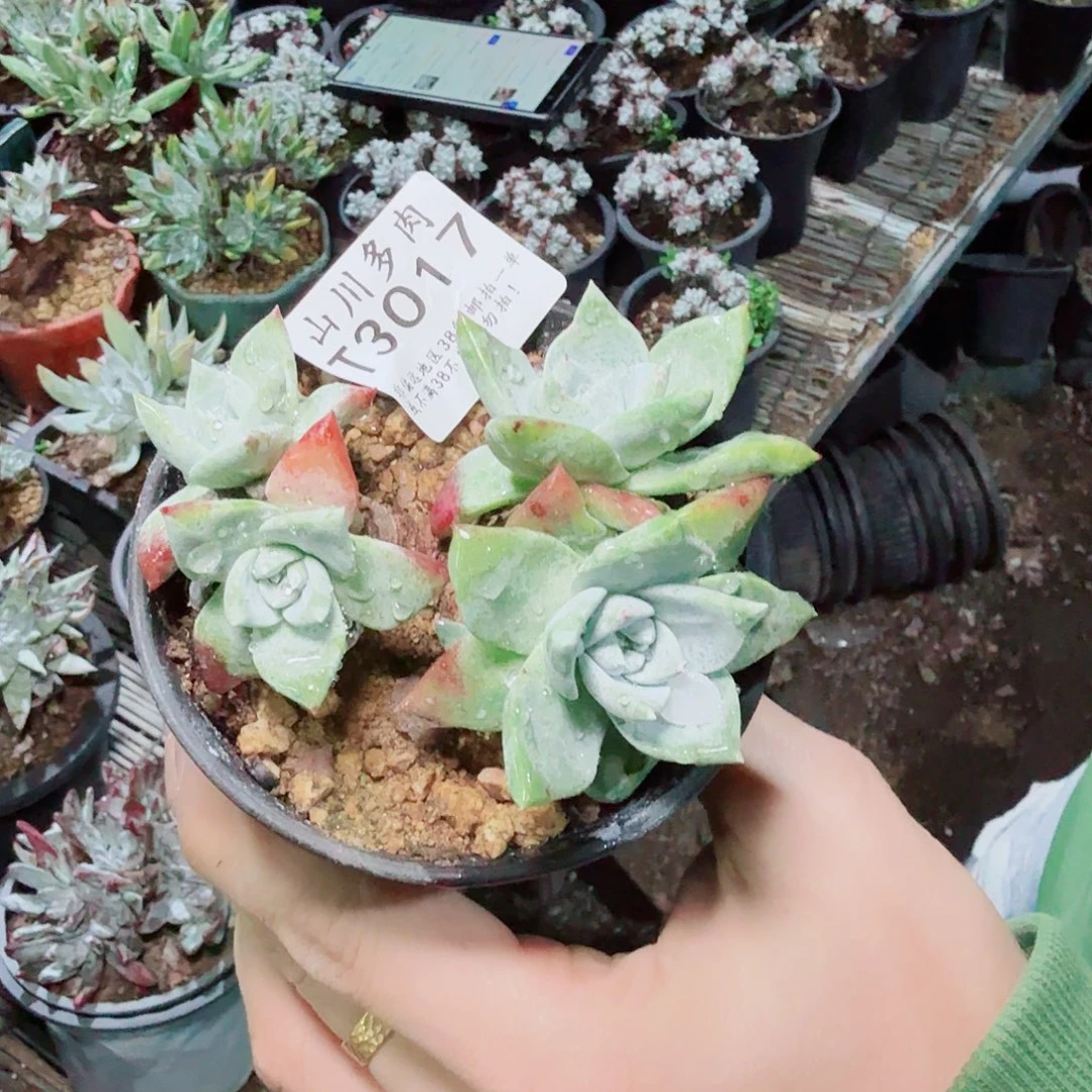 3017刘丹白毫多肉