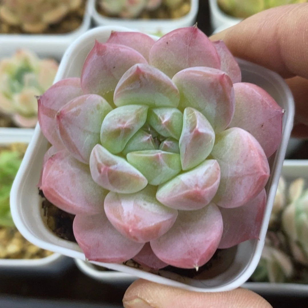 精品多肉一物一拍不包整161