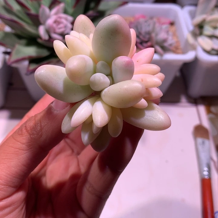 正宗汤圆锦叶心腹轮一圈全锦芽