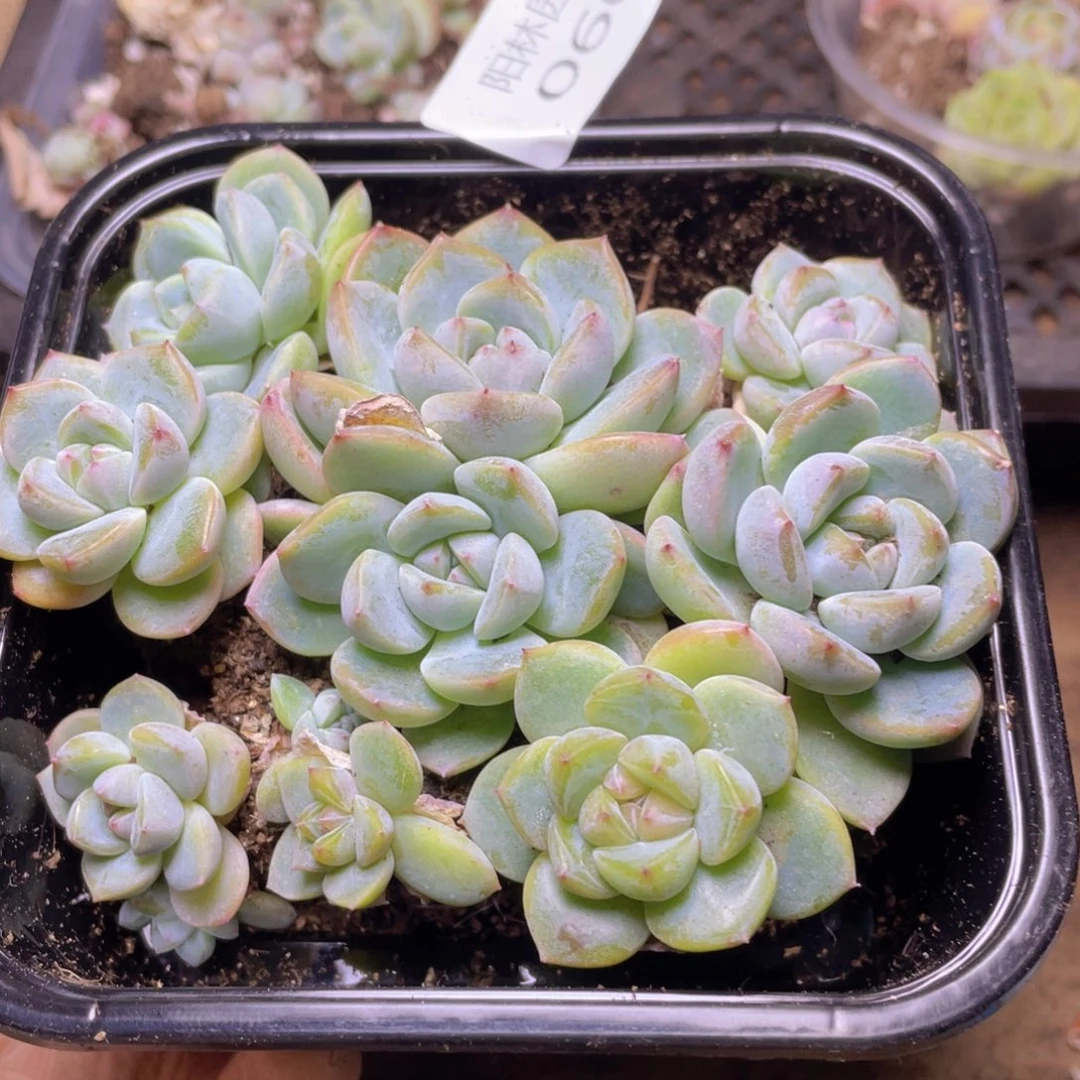 多肉植物多肉植物60