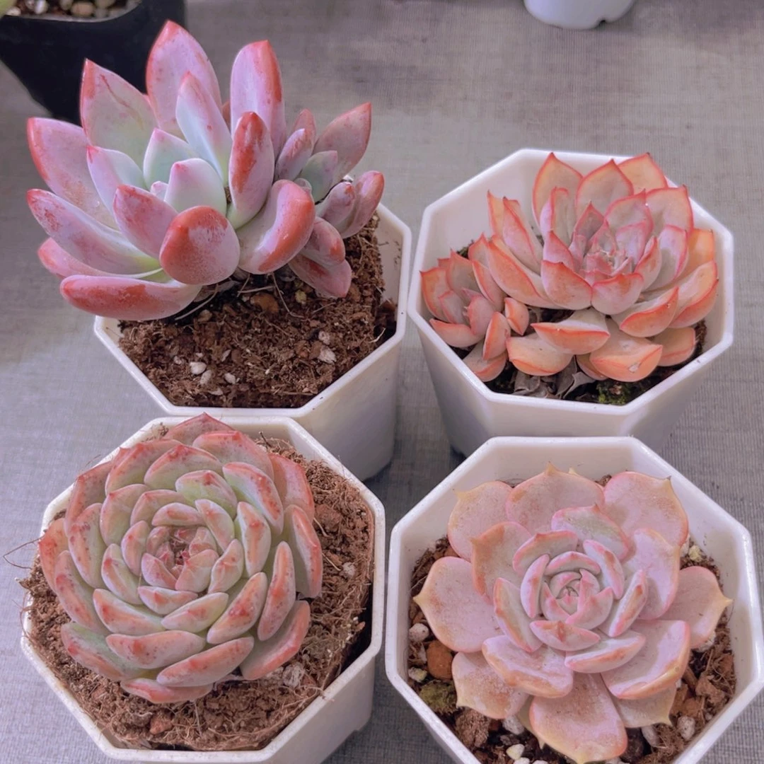 奥普。菲娜娜。粉恋。露娜莲