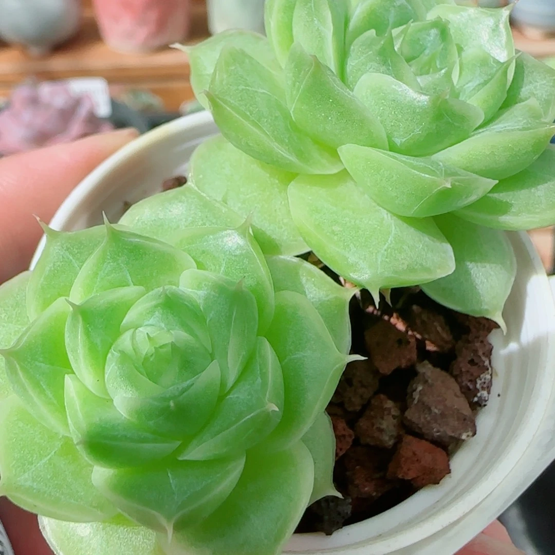 花语逸镜0927-155