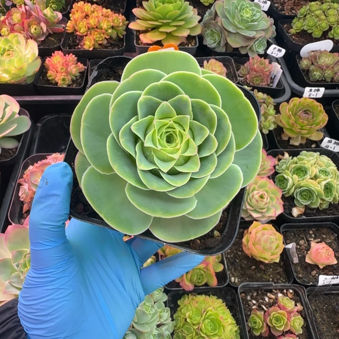 L729半城玫瑰绒宵不含盆土