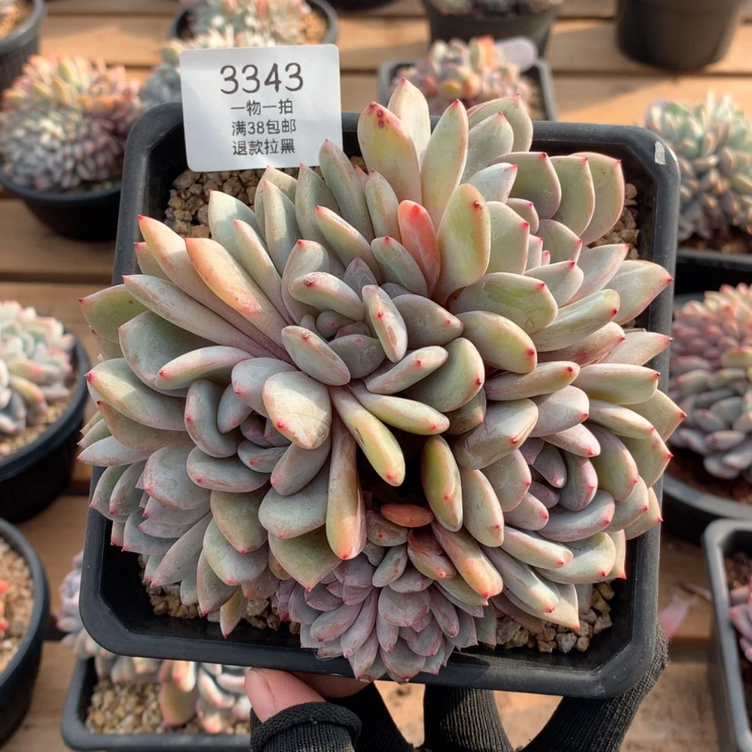 15.5厘米有砍星影朵朵3343