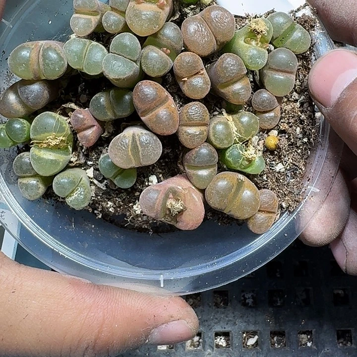 278 多肉植物多肉植物