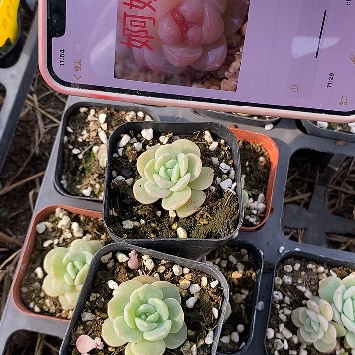 上盆婀娜2颗量拍多肉