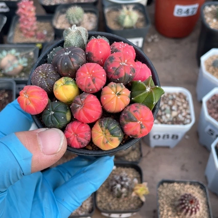 058实生糖果兜锦一盆