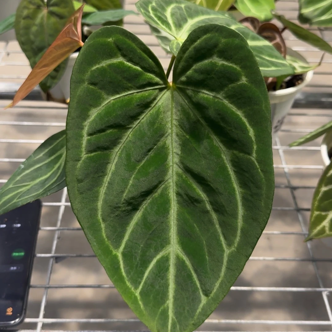 不开花植物蝶叶银杂