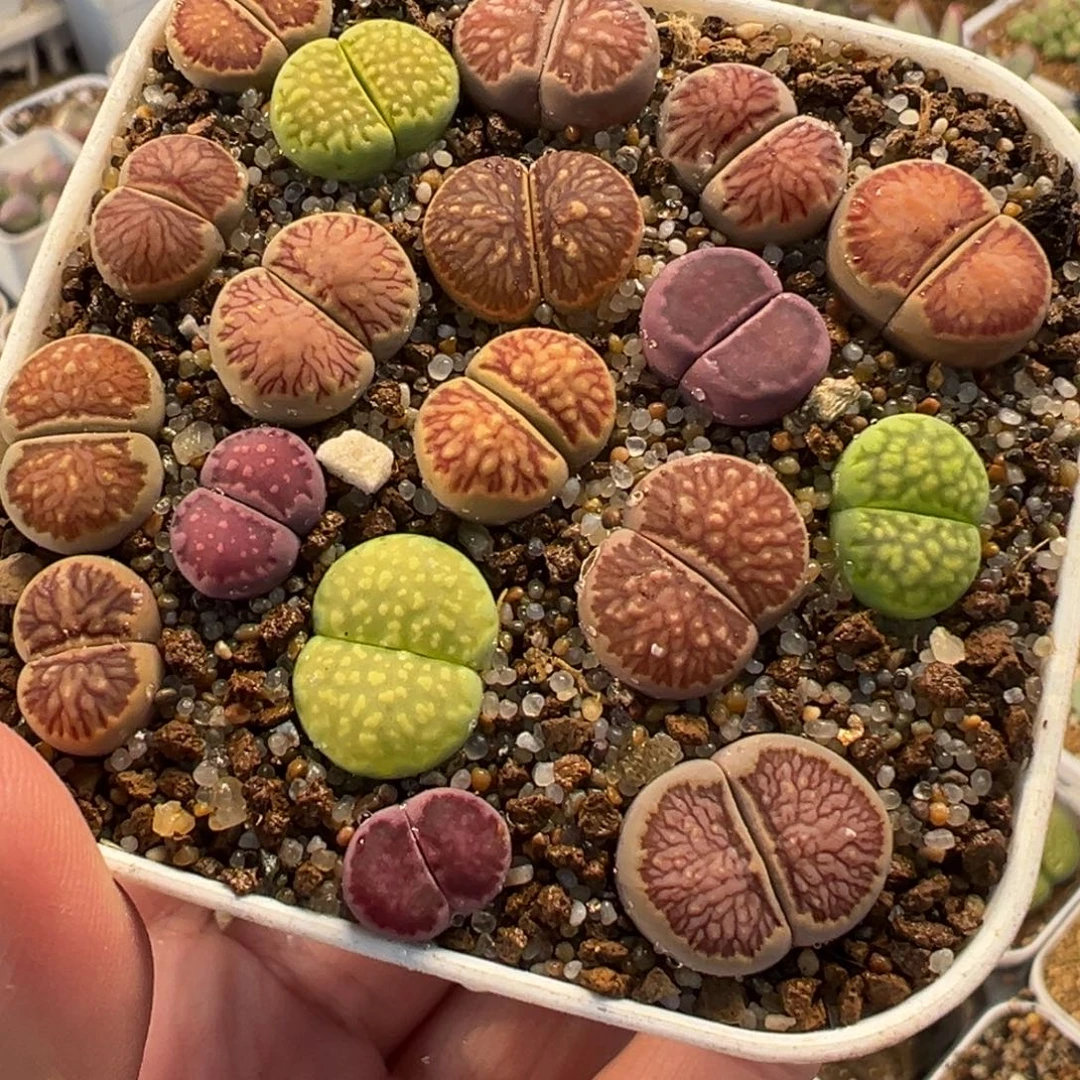 054多肉植物种类多样