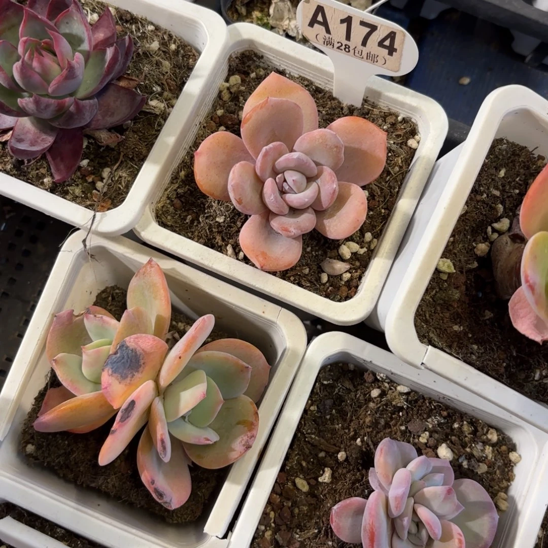 A174奶茶一物语拍