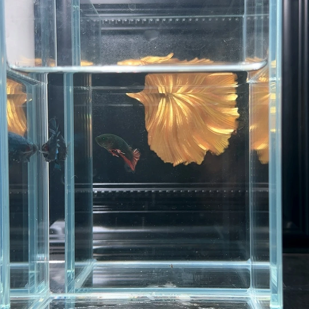 斗鱼活体观赏鱼好养耐活