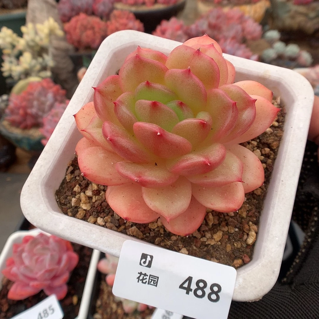 488梦露香莱尔多肉植物