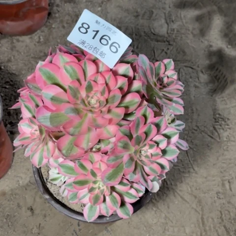 女巫多肉多肉8166