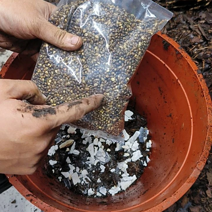 君子兰油性植料