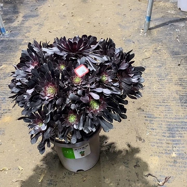 44，黑铜壶14688999000