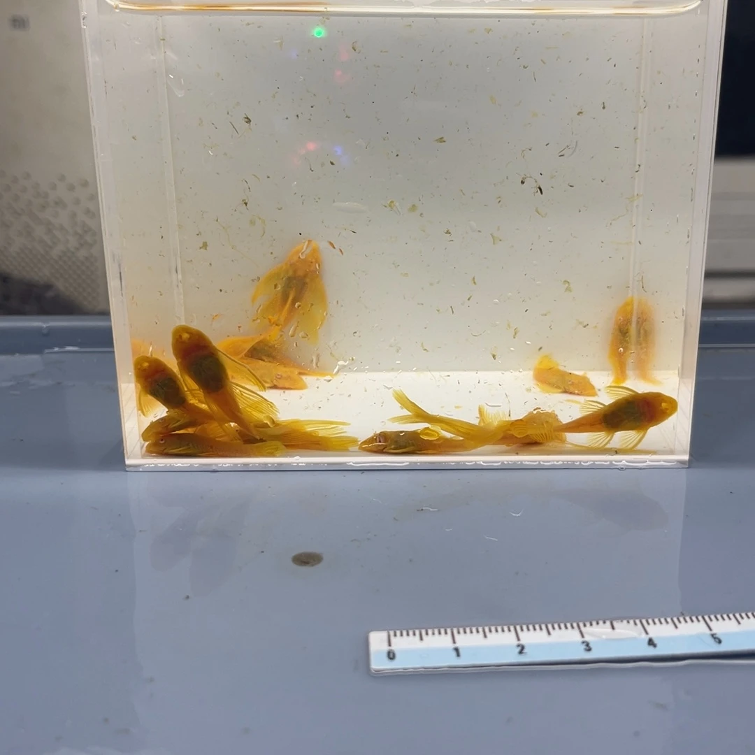孔雀鱼10胡子5帆开箱视频报损