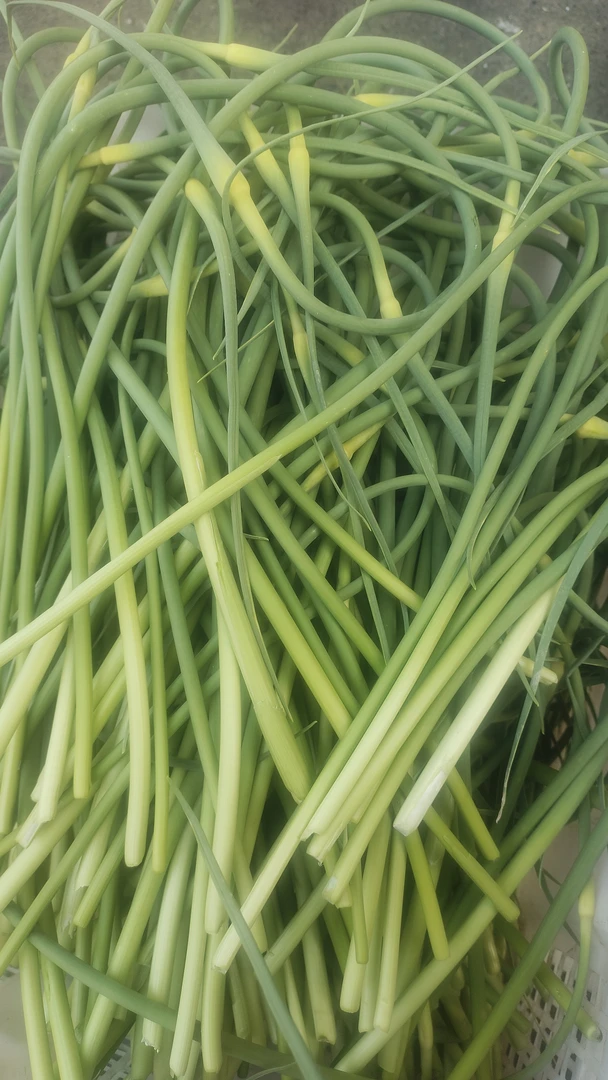 云南镇雄农家蒜苔新鲜脆嫩爽口应季蔬菜