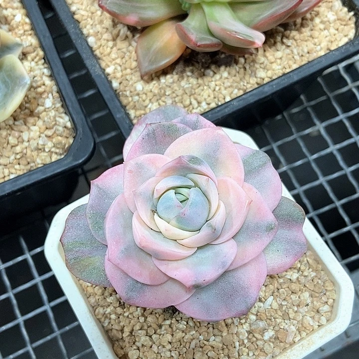 可爱玫瑰彩锦多肉植物