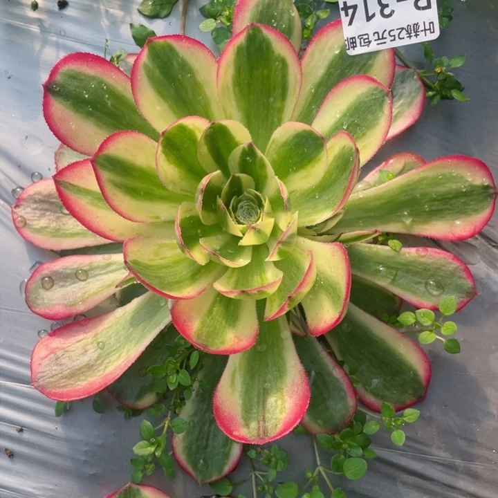 314万白多肉12345678