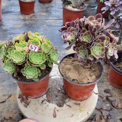 两颗法师一物一拍