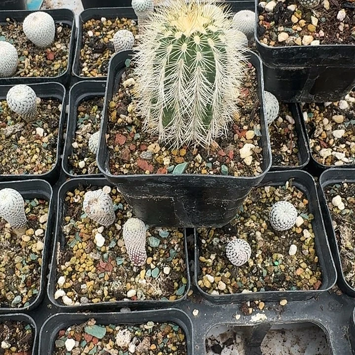 依***故仙人球脱土发货啦啦