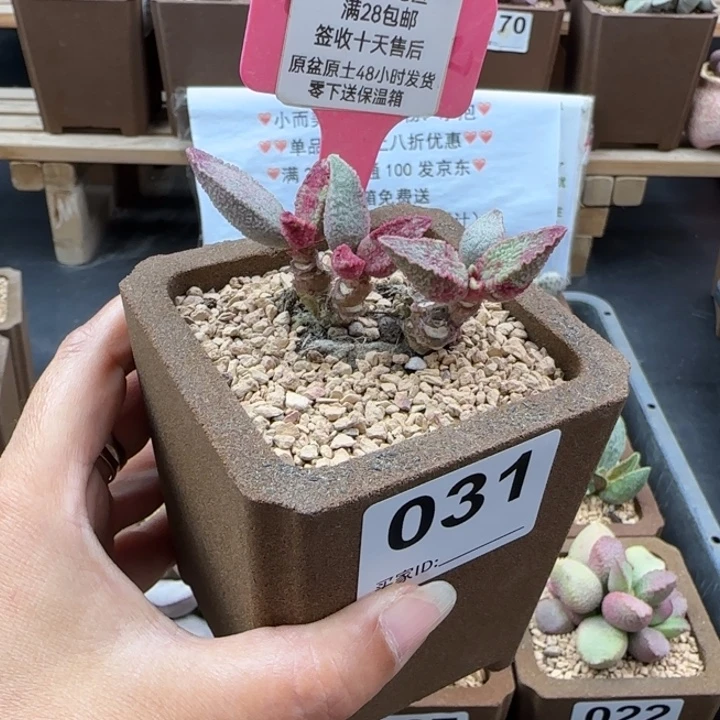 031血斑楞叶多肉植物