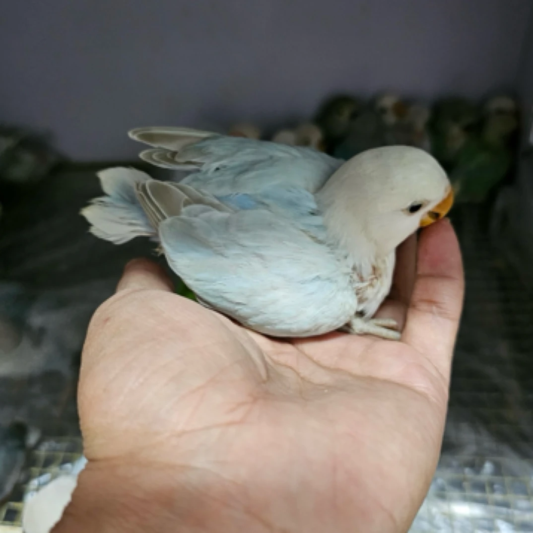 活体手养牡丹鹦鹉鹦鹉活体一物一拍