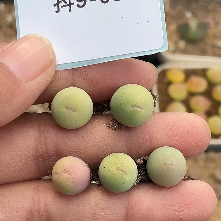 9-3红嘴鸽子蛋多肉植物