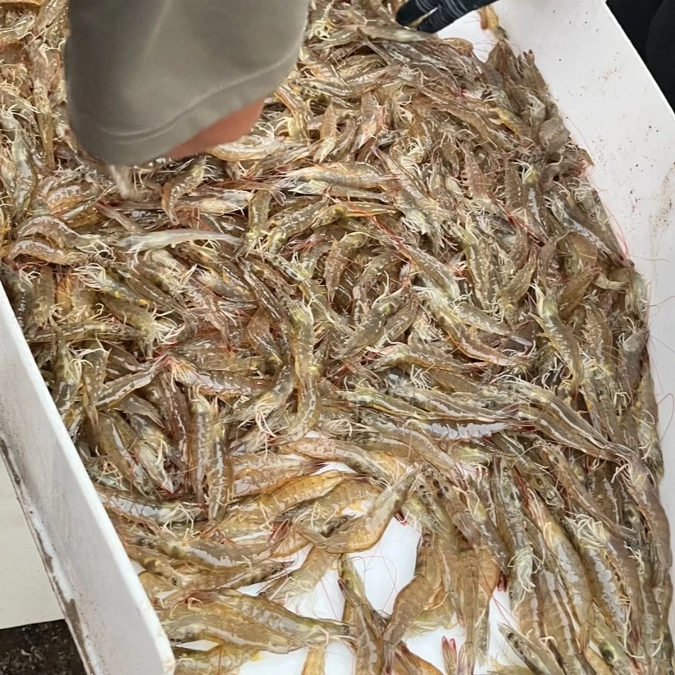 海虾盐汪虾鲜活速冻3-5斤 大小不匀 保鲜不保活 一斤35-40条